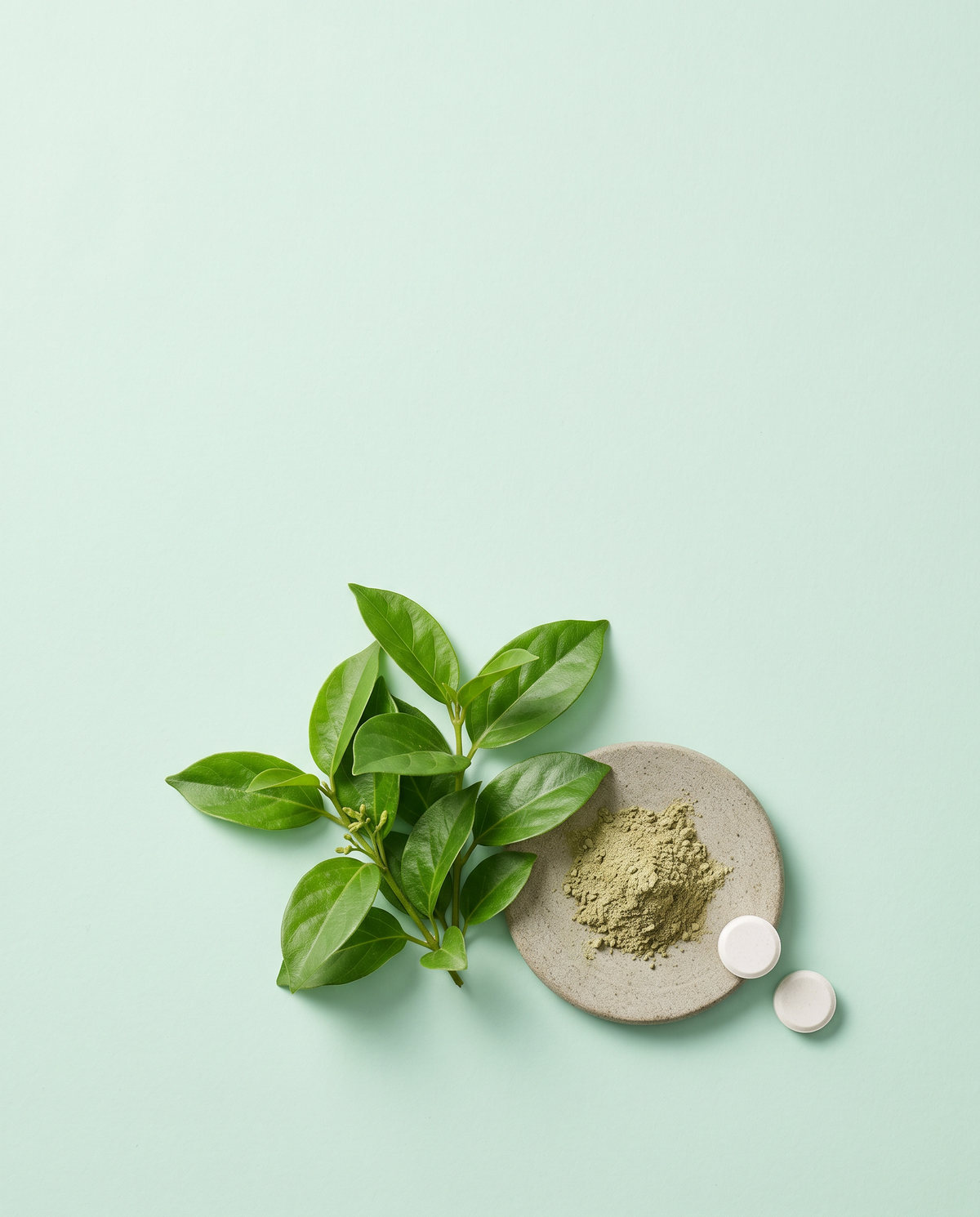 Gymnema sylvestre Blätter und Extrakt